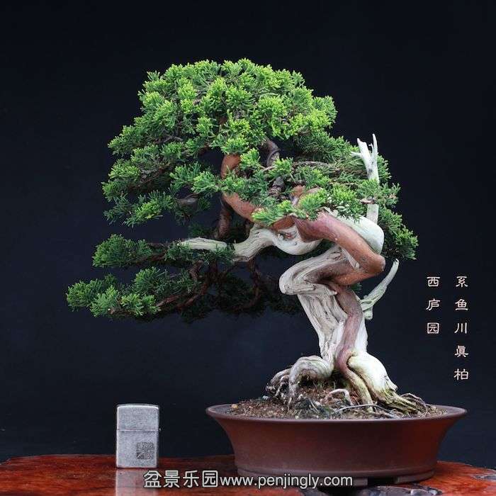 bonsai1510043.jpg