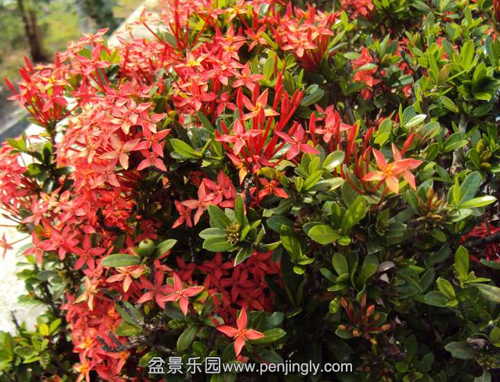 Ixora_coccinea_dwarf_red.jpg