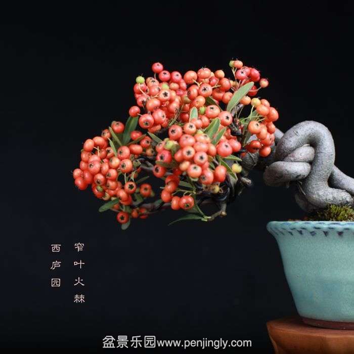 bonsai1510113.jpg