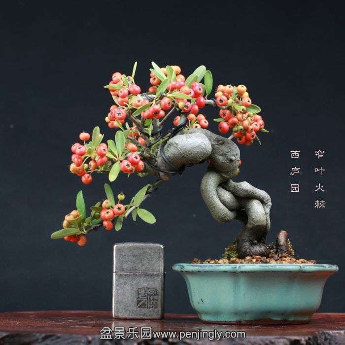 bonsai15100901.jpg