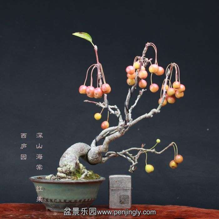 bonsai15100915.jpg