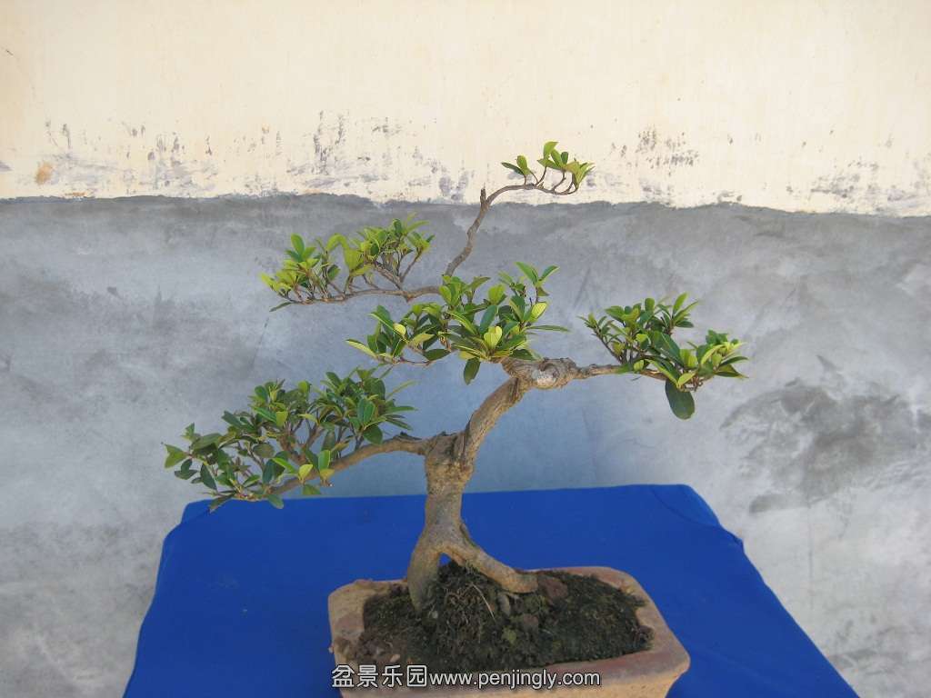 IMG_3378.JPG