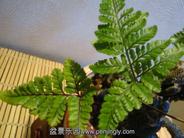 DSC01857.JPG