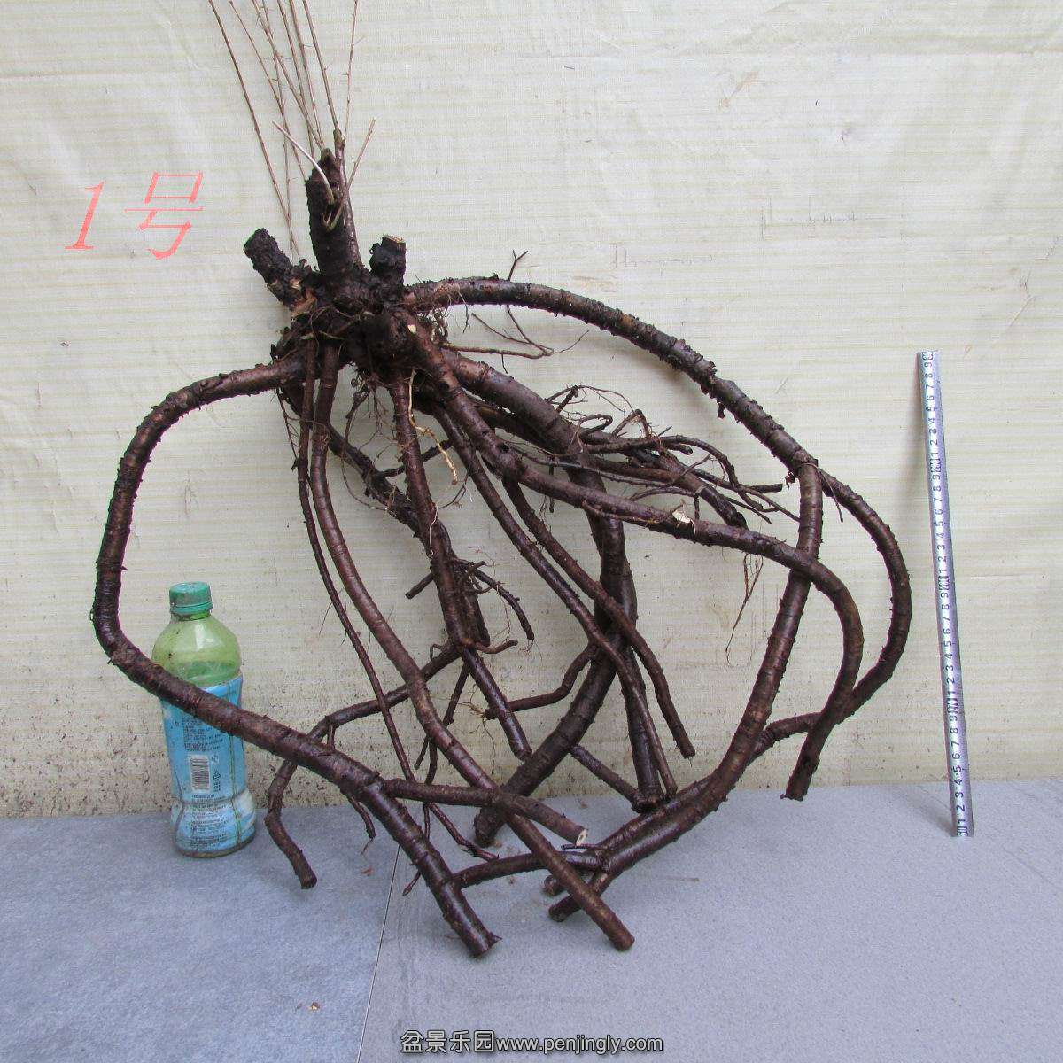 h 699.jpg