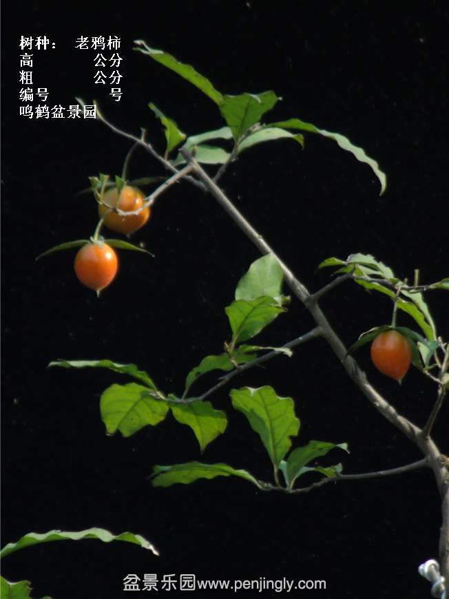 GEDC3766.jpg