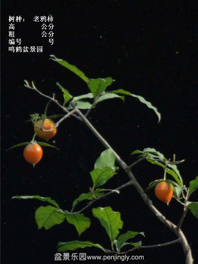 GEDC3775.jpg