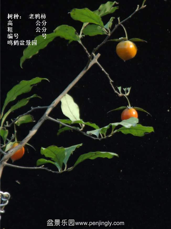 GEDC3776.jpg