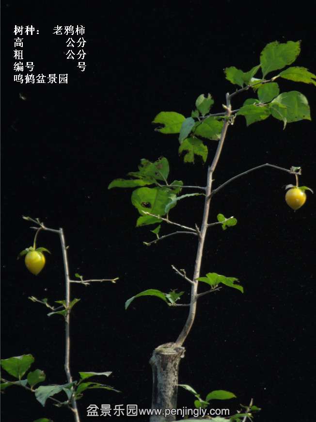 GEDC3779.jpg