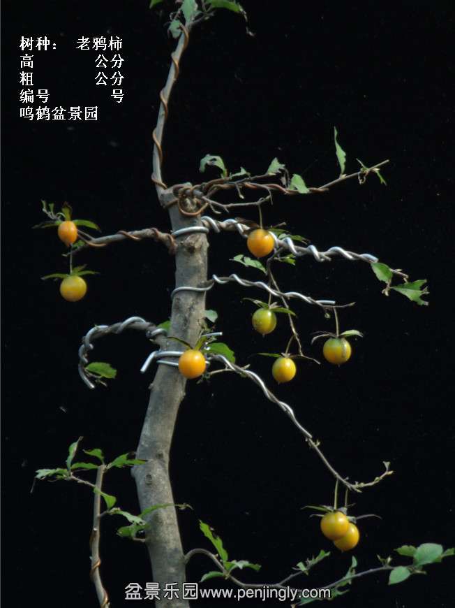 GEDC3784.jpg