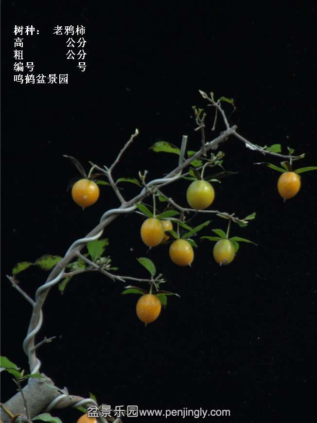 GEDC3788.jpg
