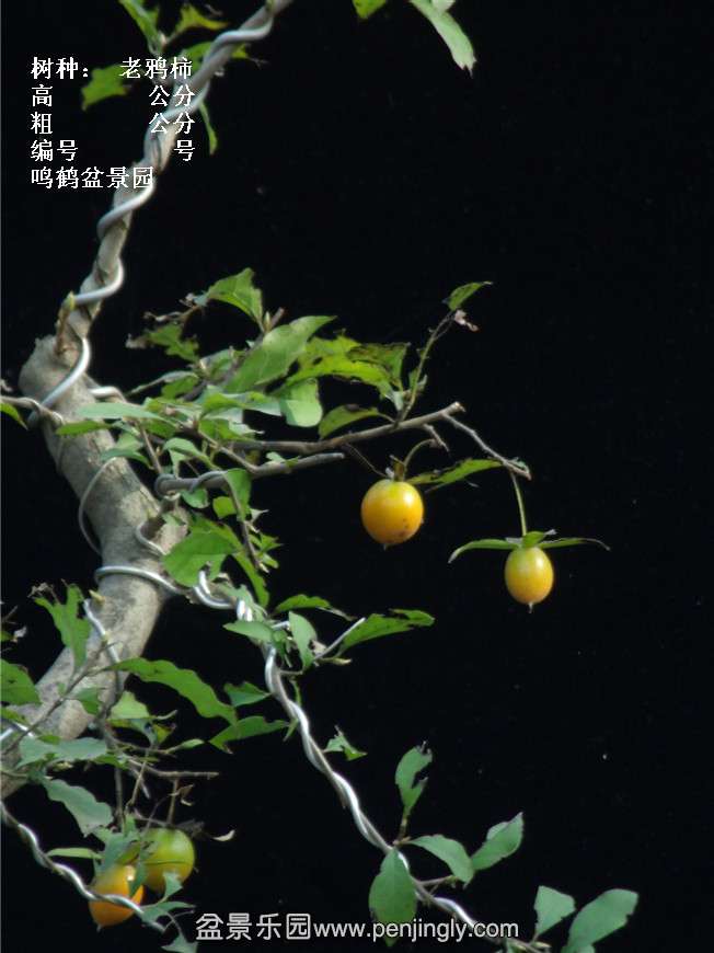 GEDC3795.jpg