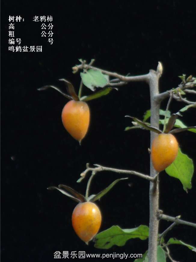 GEDC3811.jpg