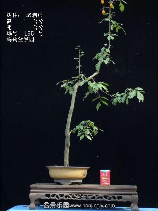 GEDC3812.jpg
