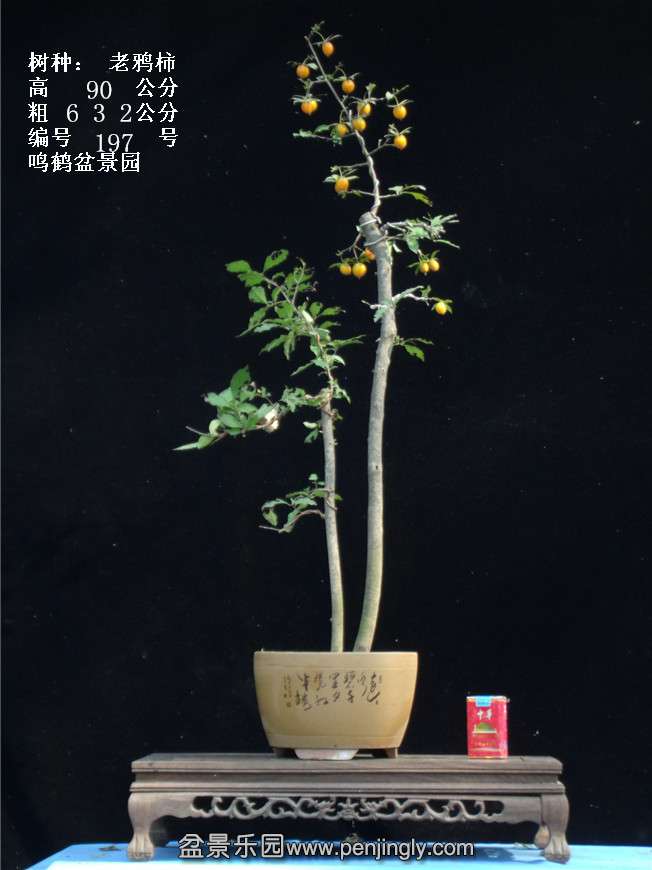 GEDC3816.jpg