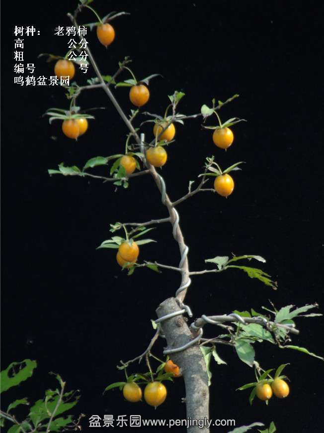 GEDC3817.jpg