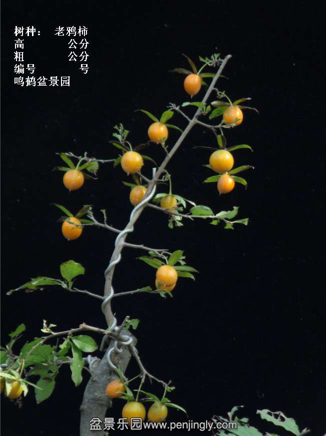 GEDC3818.jpg