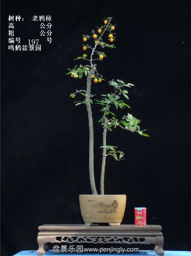 GEDC3819.jpg