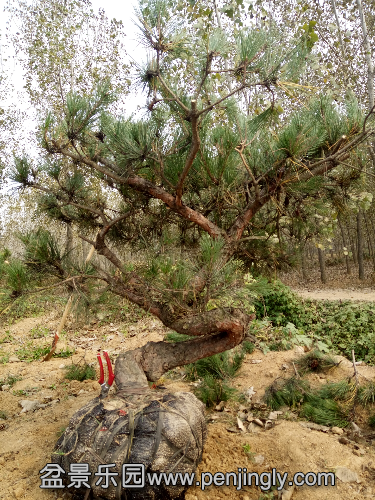 IMG20151019100405.jpg