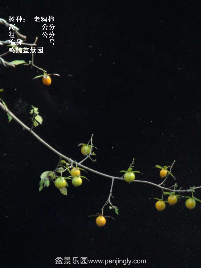 GEDC3823.jpg