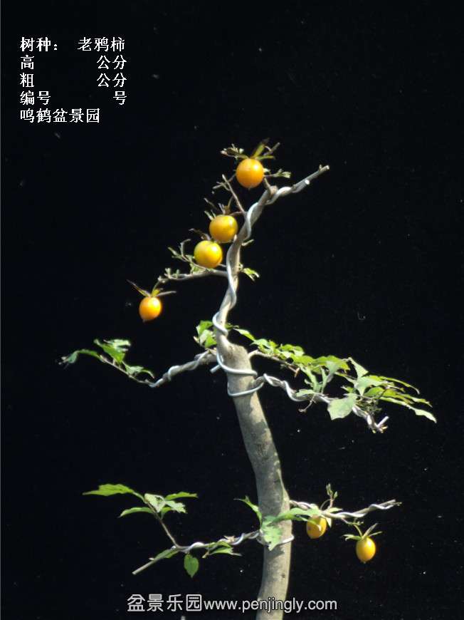 GEDC3826.jpg