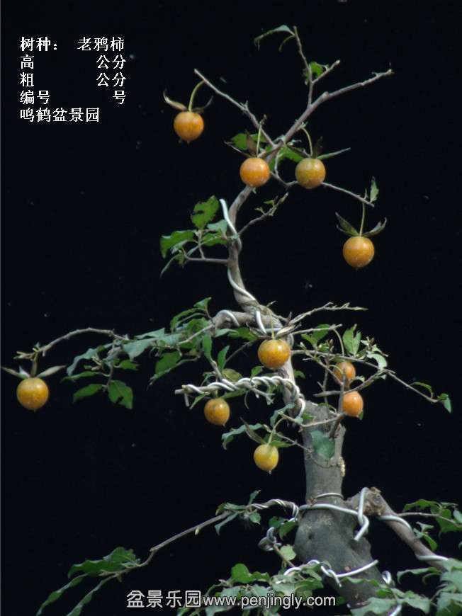 GEDC3836.jpg