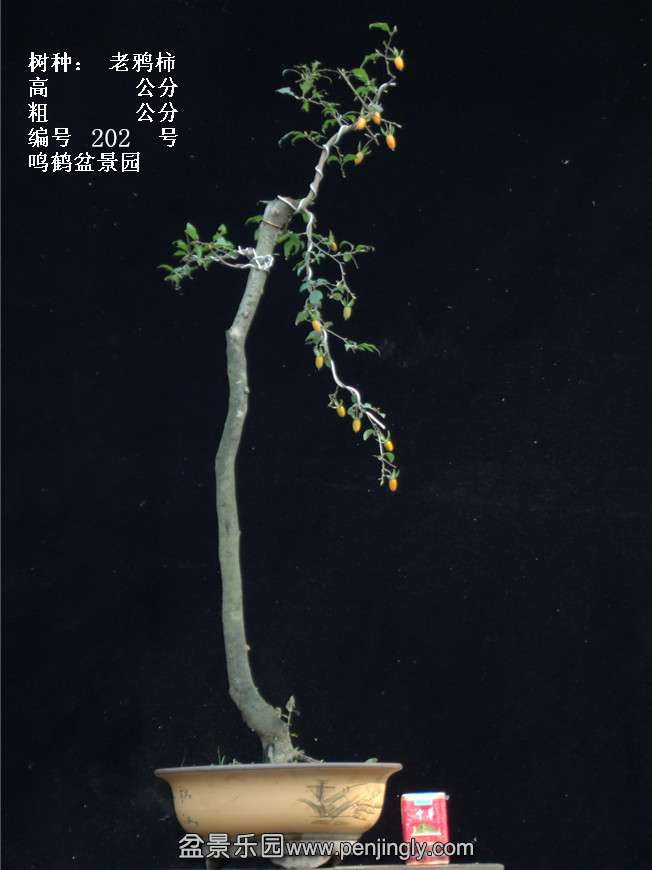 GEDC3844.jpg