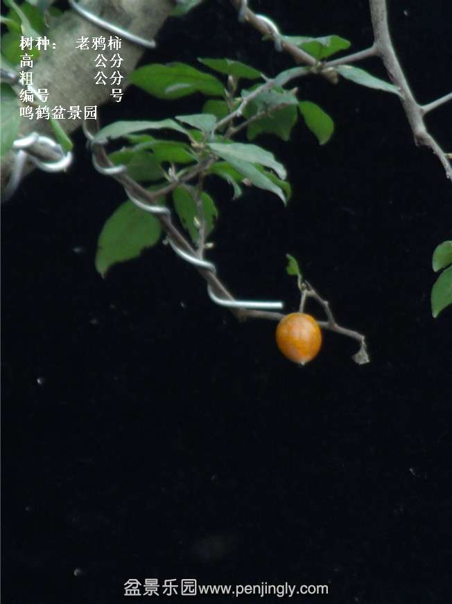 GEDC3855.jpg