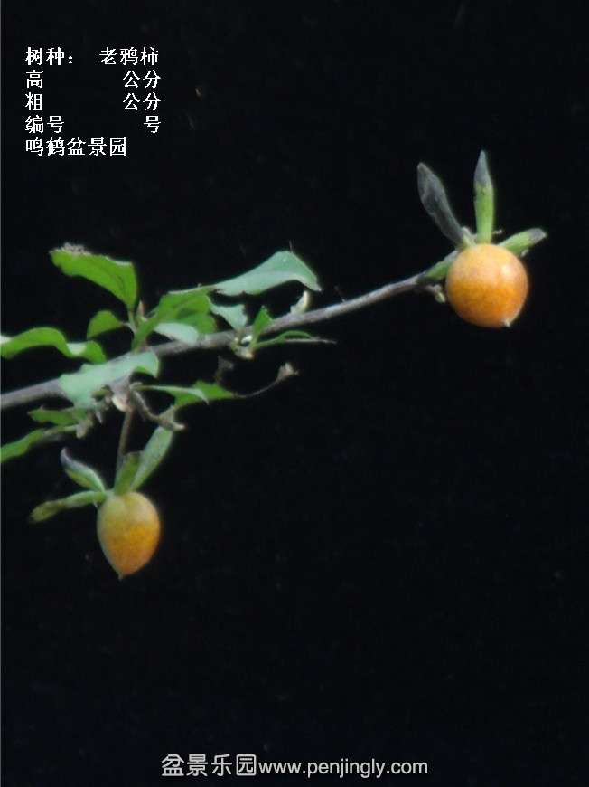 GEDC3866.jpg