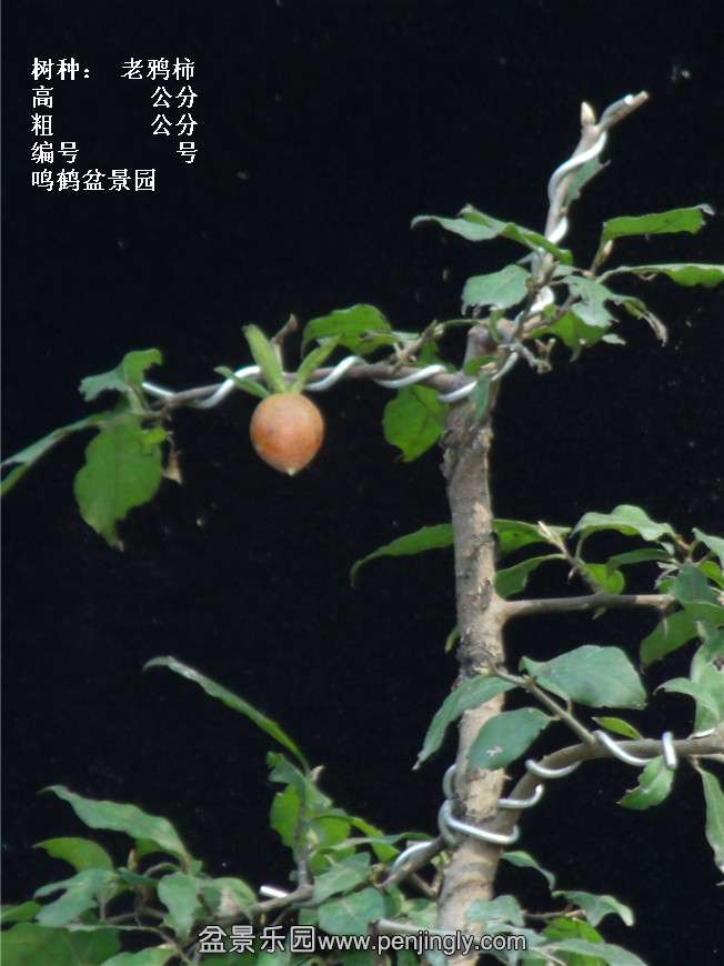 GEDC3869.jpg