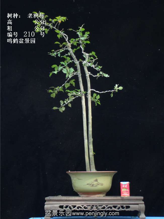 GEDC3873.jpg
