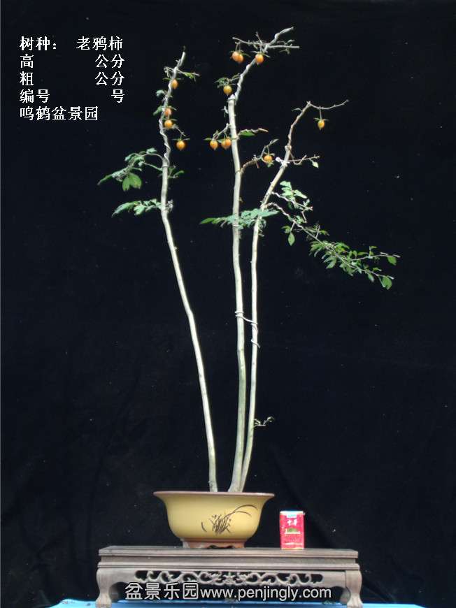 GEDC3875.jpg