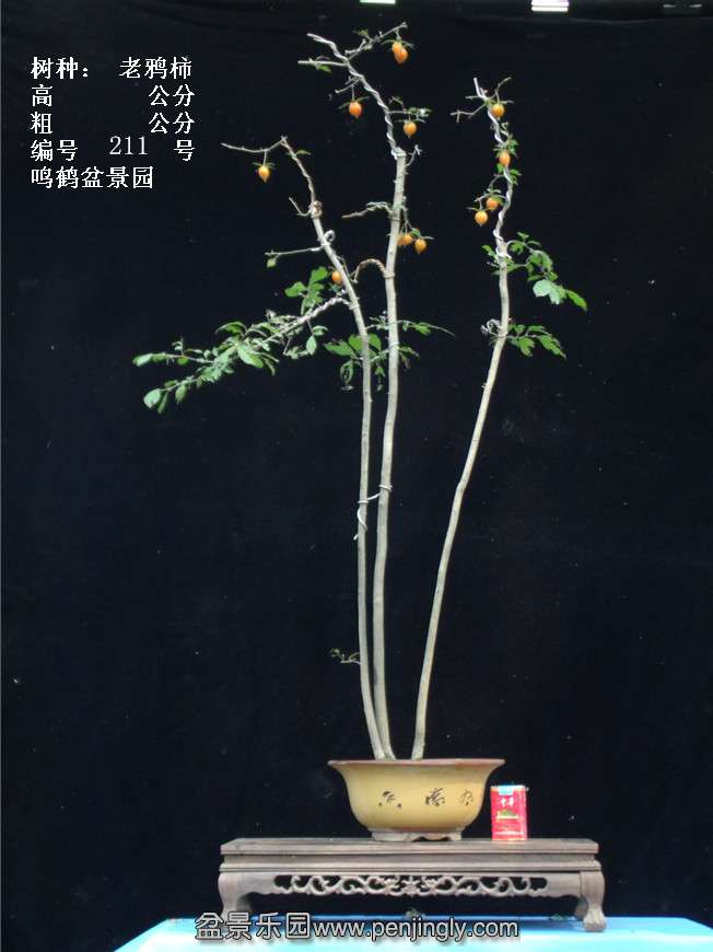 GEDC3879.jpg