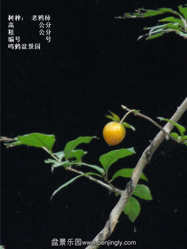 GEDC3885.jpg