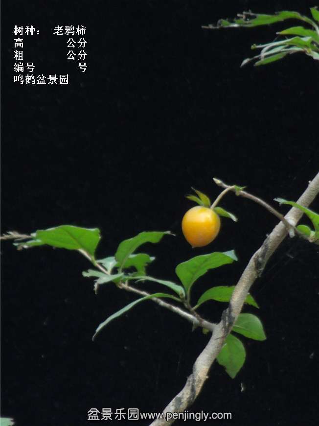 GEDC3886.jpg