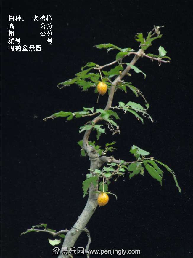 GEDC3889.jpg