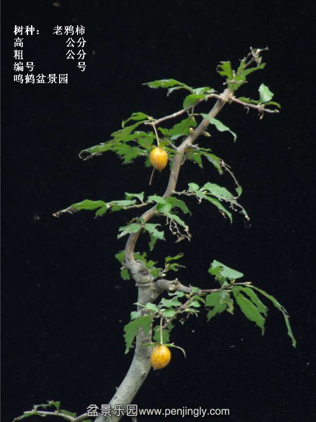 GEDC3890.jpg