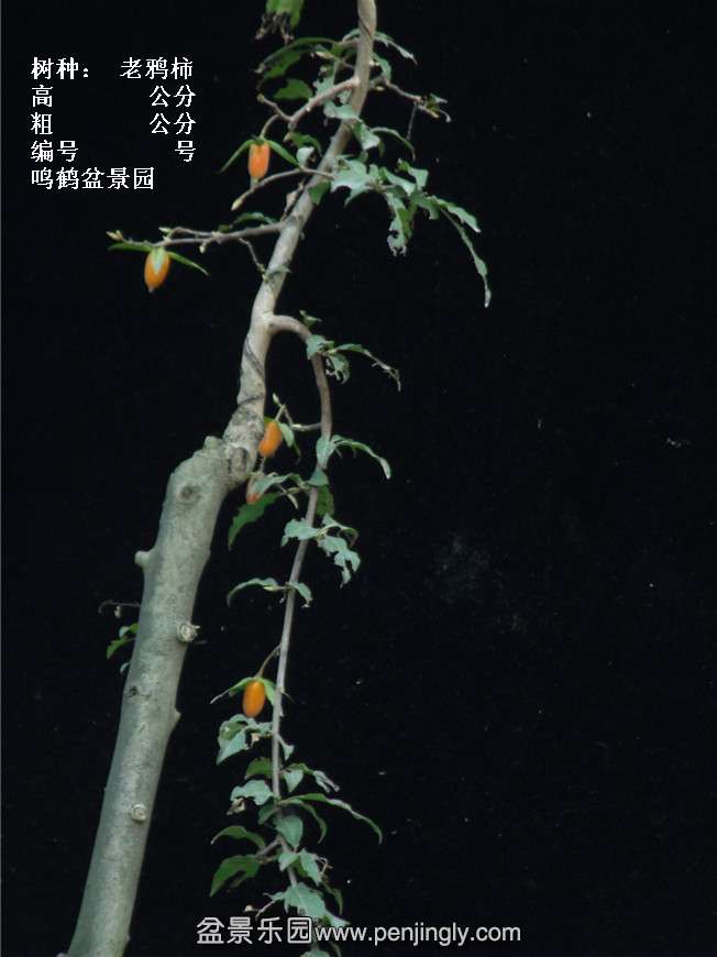 GEDC3904.jpg
