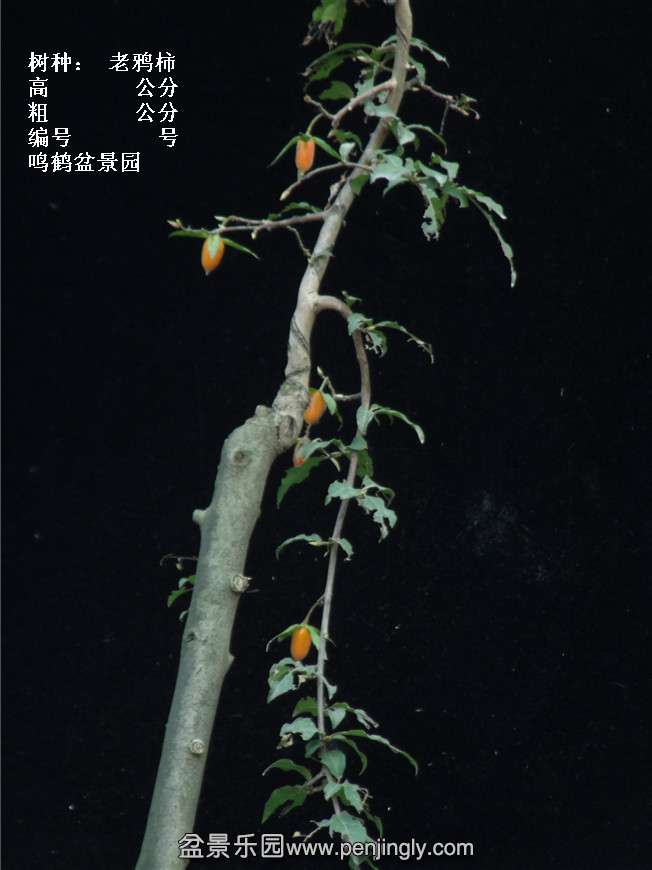GEDC3905.jpg