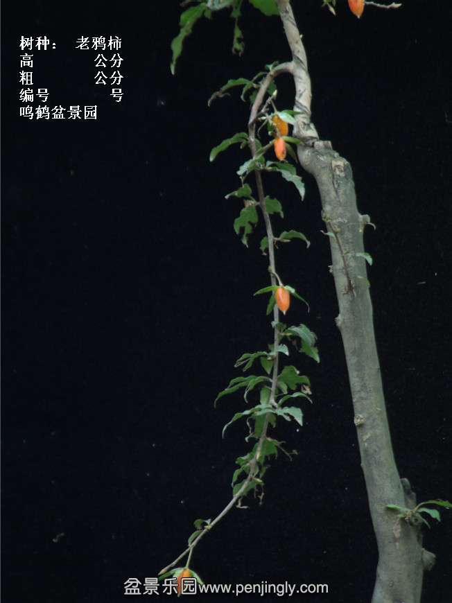 GEDC3906.jpg