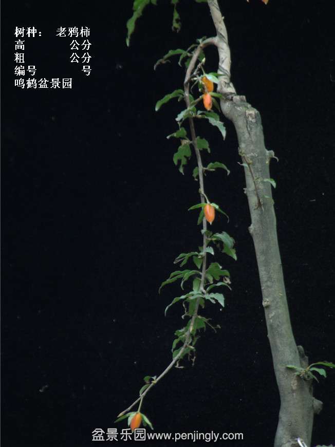 GEDC3907.jpg