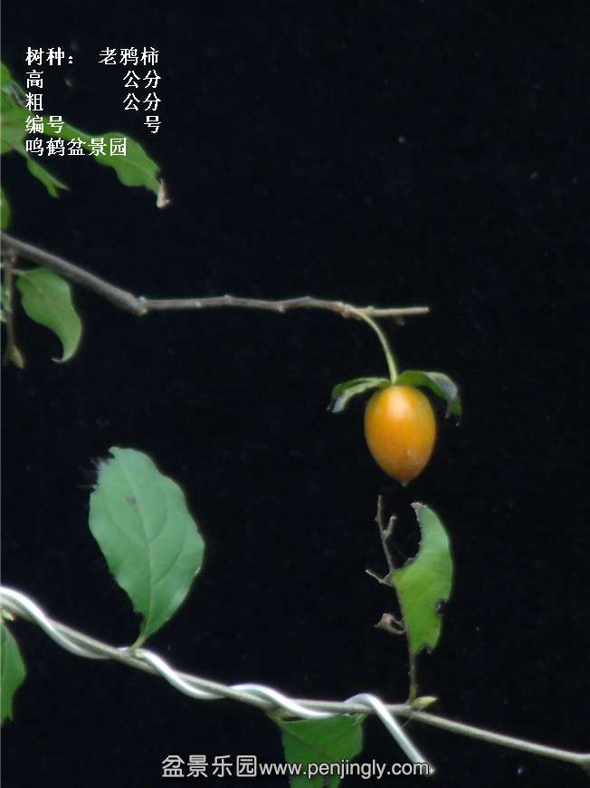 GEDC3912.jpg