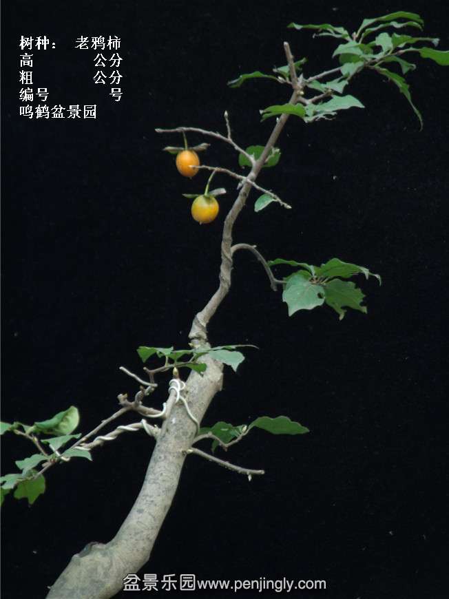 GEDC3917.jpg