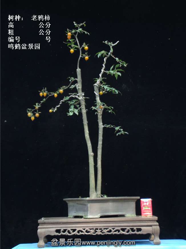 GEDC3921.jpg