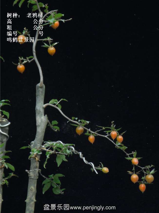 GEDC3924.jpg