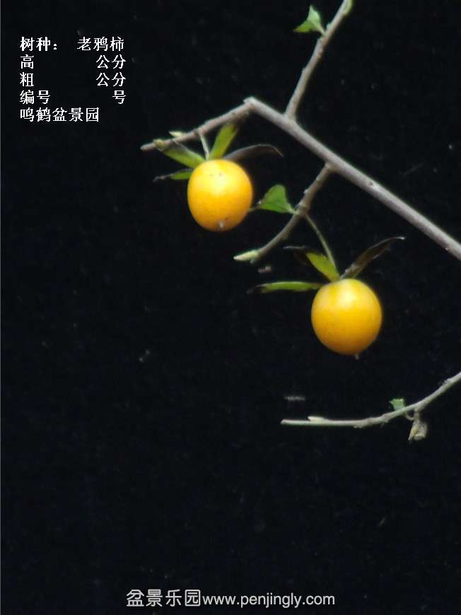 GEDC3927.jpg
