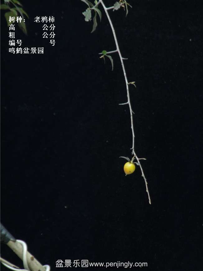 GEDC3933.jpg