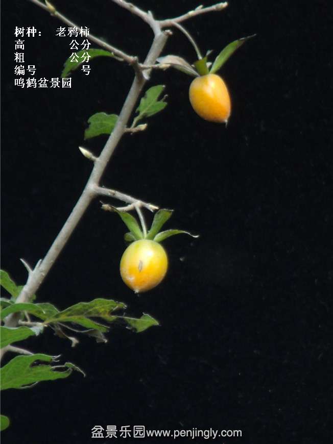 GEDC3937.jpg
