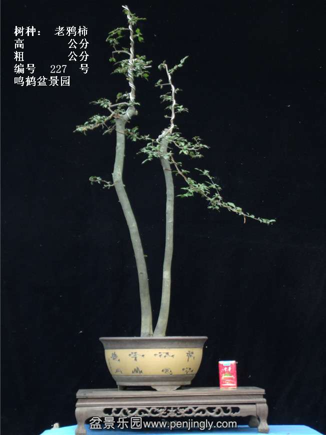 GEDC3954.jpg