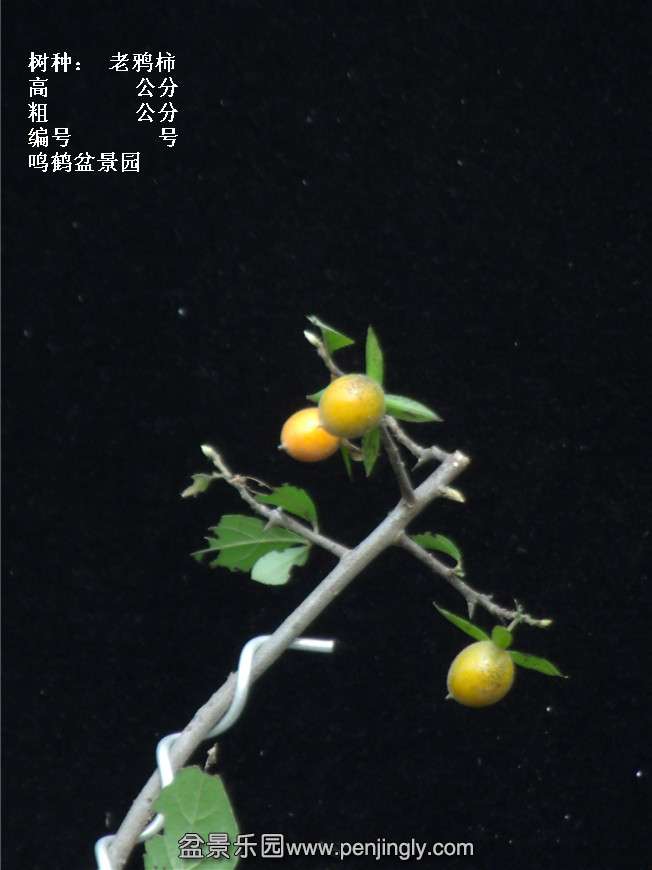 GEDC3956.jpg