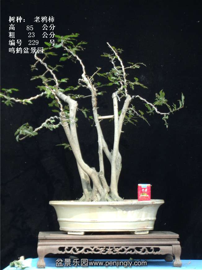 GEDC3958.jpg